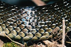 Zamenis longissimus