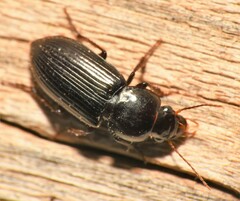 Harpalus amputatus