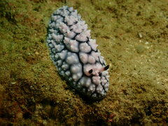 Phyllidiella