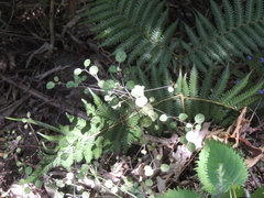 Coprosma rotundifolia
