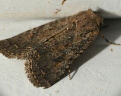 Protorthodes melanopis