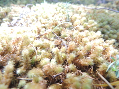 Ptychomnion aciculare