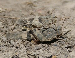 Oedipoda caerulescens