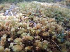 Ptychomnion aciculare