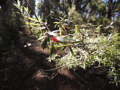 Leucopogon fasciculatus