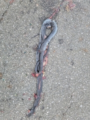 Coluber constrictor priapus