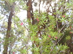 Leucopogon fasciculatus