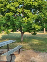 Celtis occidentalis