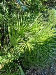 Chamaerops humilis