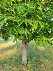 Celtis occidentalis