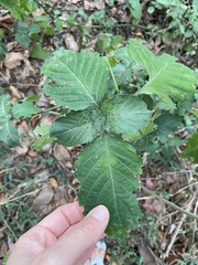 Isoglossa woodii