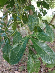 Melicope pteleifolia