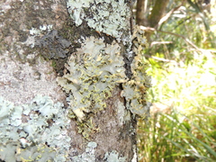 Crocodia