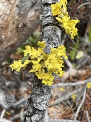 Vulpicida canadensis