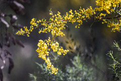 Acacia buxifolia