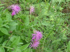 Centaurea scabiosa