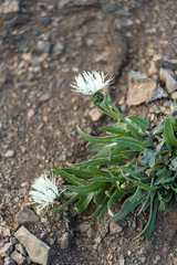 Centaurea cheiranthifolia