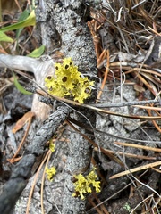 Vulpicida canadensis