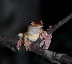 Rhacophorus pardalis