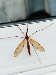 Platytipula