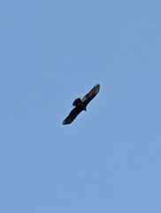 Cathartes aura septentrionalis