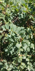 Caragana arborescens