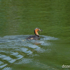 Tachybaptus ruficollis
