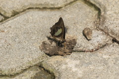 Polyura athamas