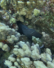 Gymnothorax javanicus