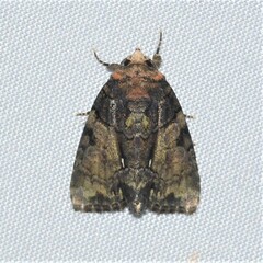 Chytonix palliatricula