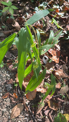 Chasmanthium latifolium