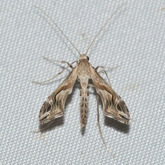 Lineodes