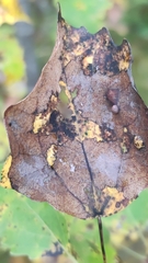 Harmandiola globuli