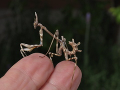 Empusa binotata
