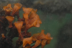 Schizoporella errata