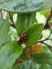 Harmonia axyridis