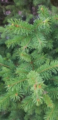 Picea obovata