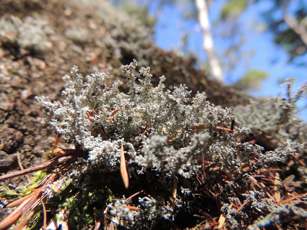 Stereocaulon ramulosum from Tasman District, Tasman, New Zealand on ...