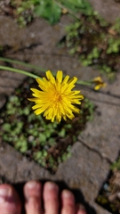 Hieracium lachenalii