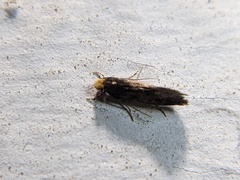 Doleromorpha porphyria