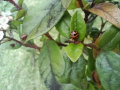 Harmonia axyridis