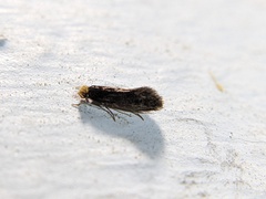 Doleromorpha porphyria