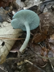 Clitocybe odora
