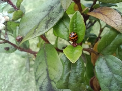 Harmonia axyridis