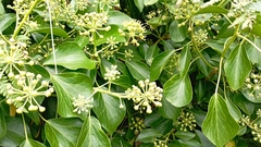 Hedera