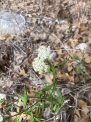 Asclepias texana