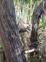 Rhipidura fuliginosa