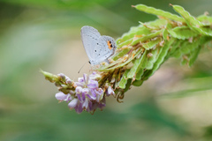 Everes lacturnus