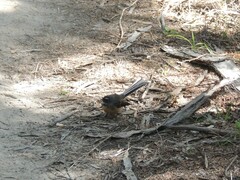 Rhipidura fuliginosa