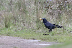 Corvus coronoides
